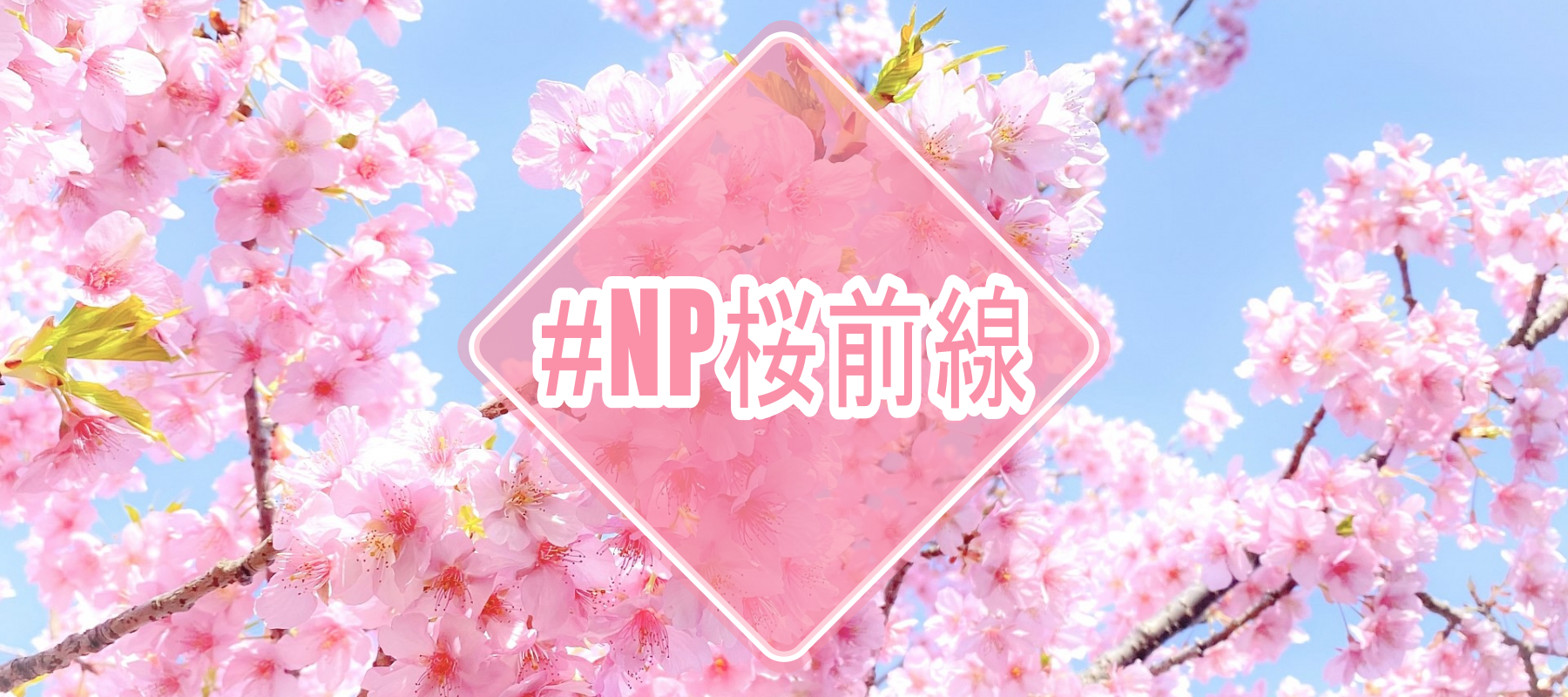#NP桜前線告知①