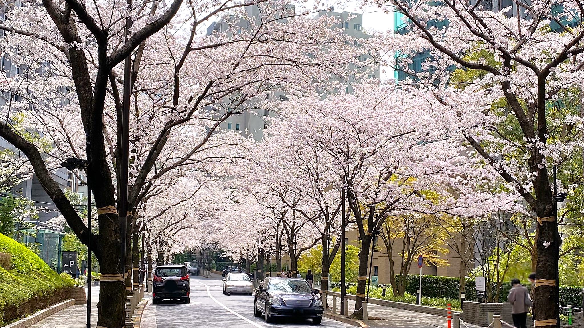 都会のけん騒に咲く桜〜六本木と大阪城、春の華やぎを求めて〜①