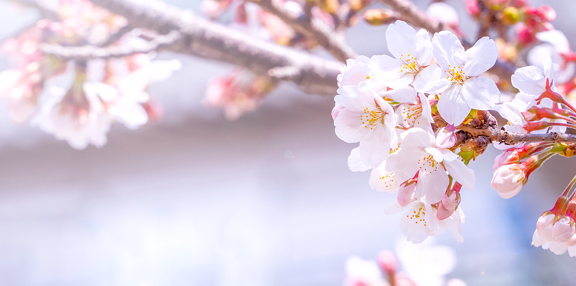 都会のけん騒に咲く桜〜六本木と大阪城、春の華やぎを求めて〜②