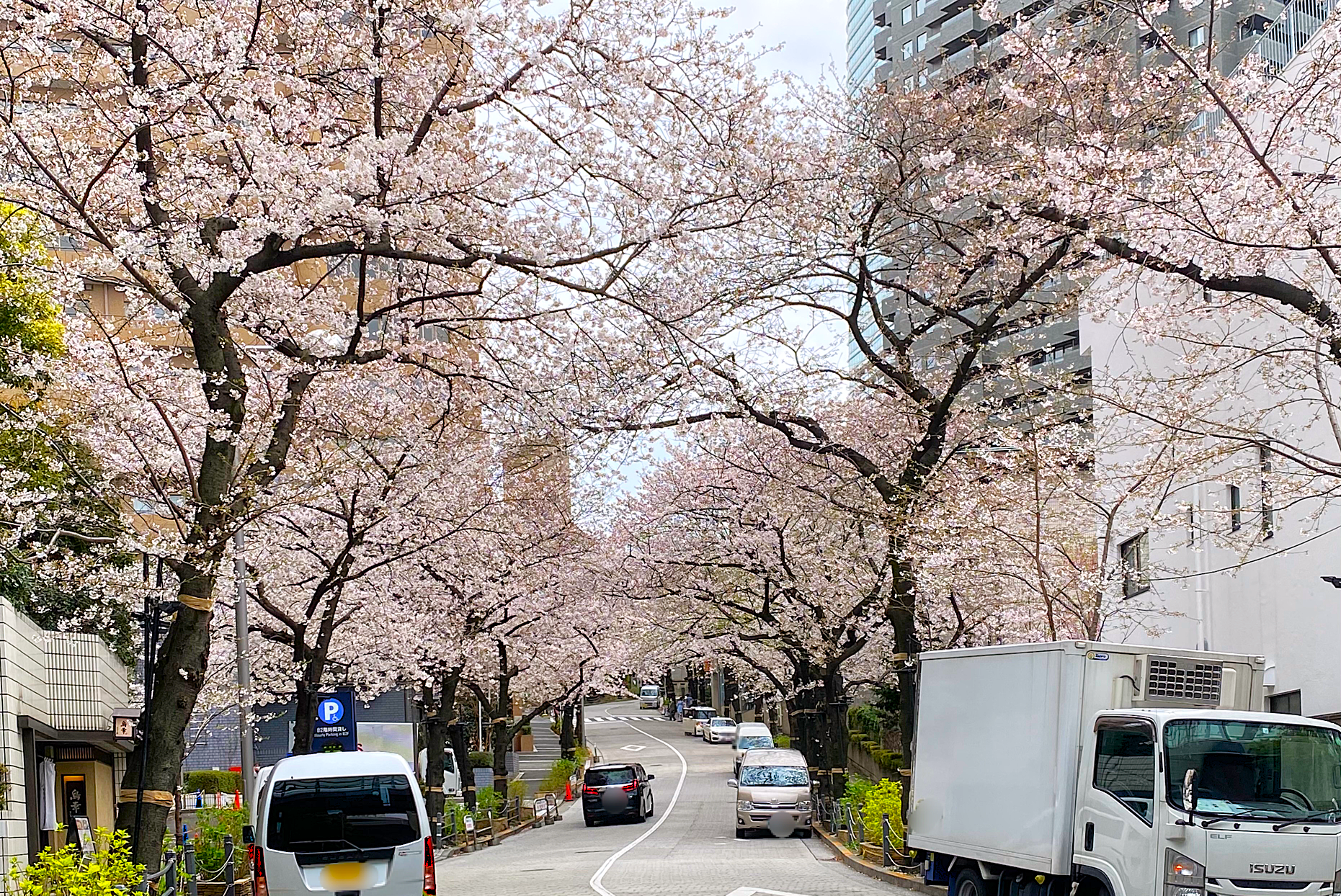 都会のけん騒に咲く桜〜六本木と大阪城、春の華やぎを求めて〜③