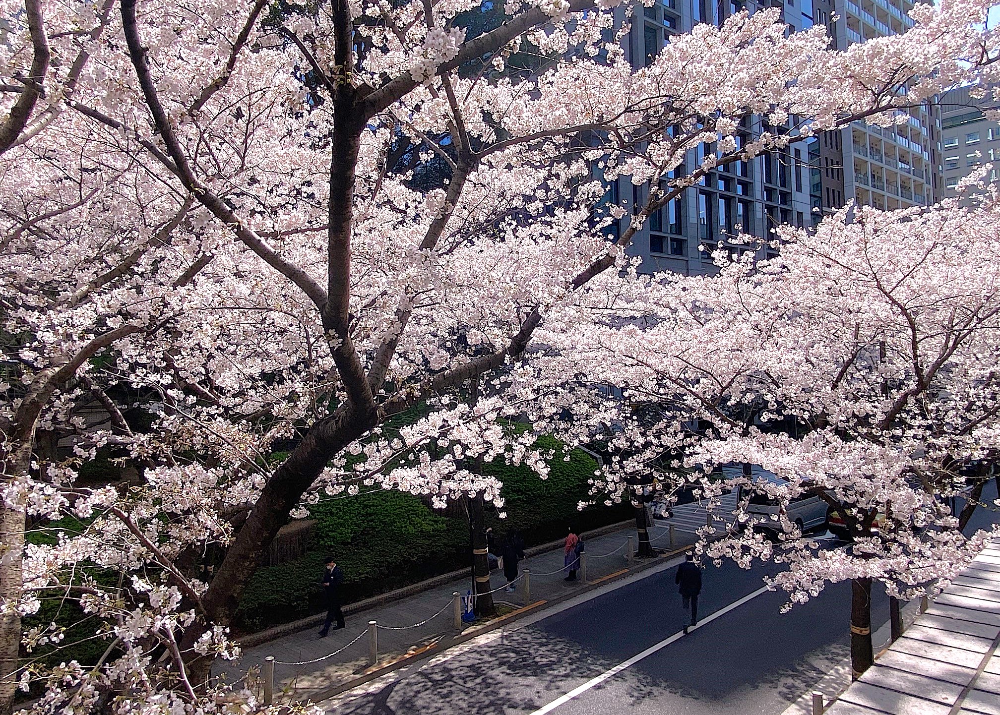 都会のけん騒に咲く桜〜六本木と大阪城、春の華やぎを求めて〜④