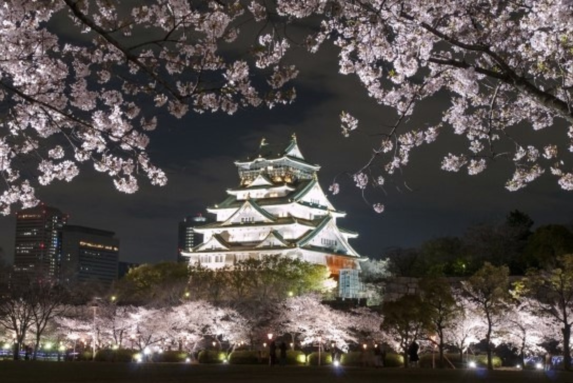 都会のけん騒に咲く桜〜六本木と大阪城、春の華やぎを求めて〜⑥