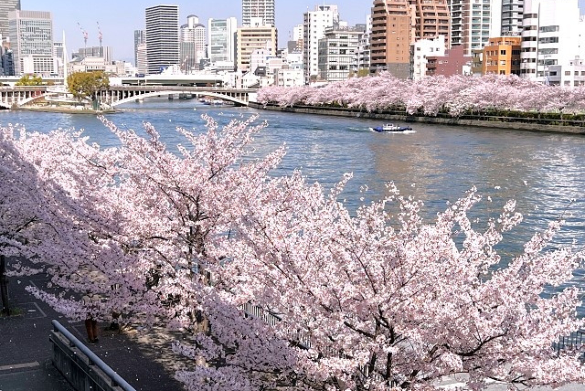 都会のけん騒に咲く桜〜六本木と大阪城、春の華やぎを求めて〜⑦