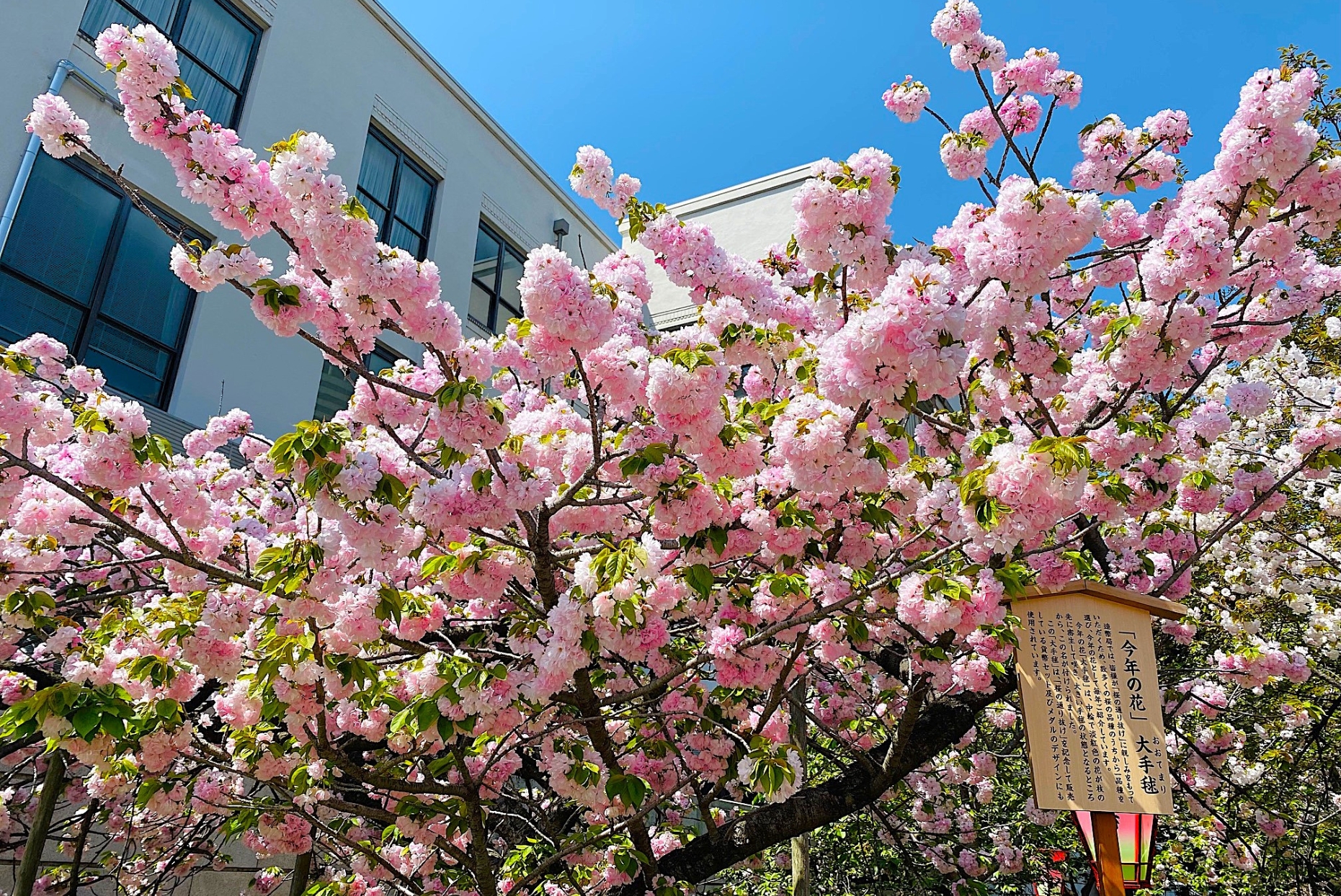 都会のけん騒に咲く桜〜六本木と大阪城、春の華やぎを求めて〜⑨