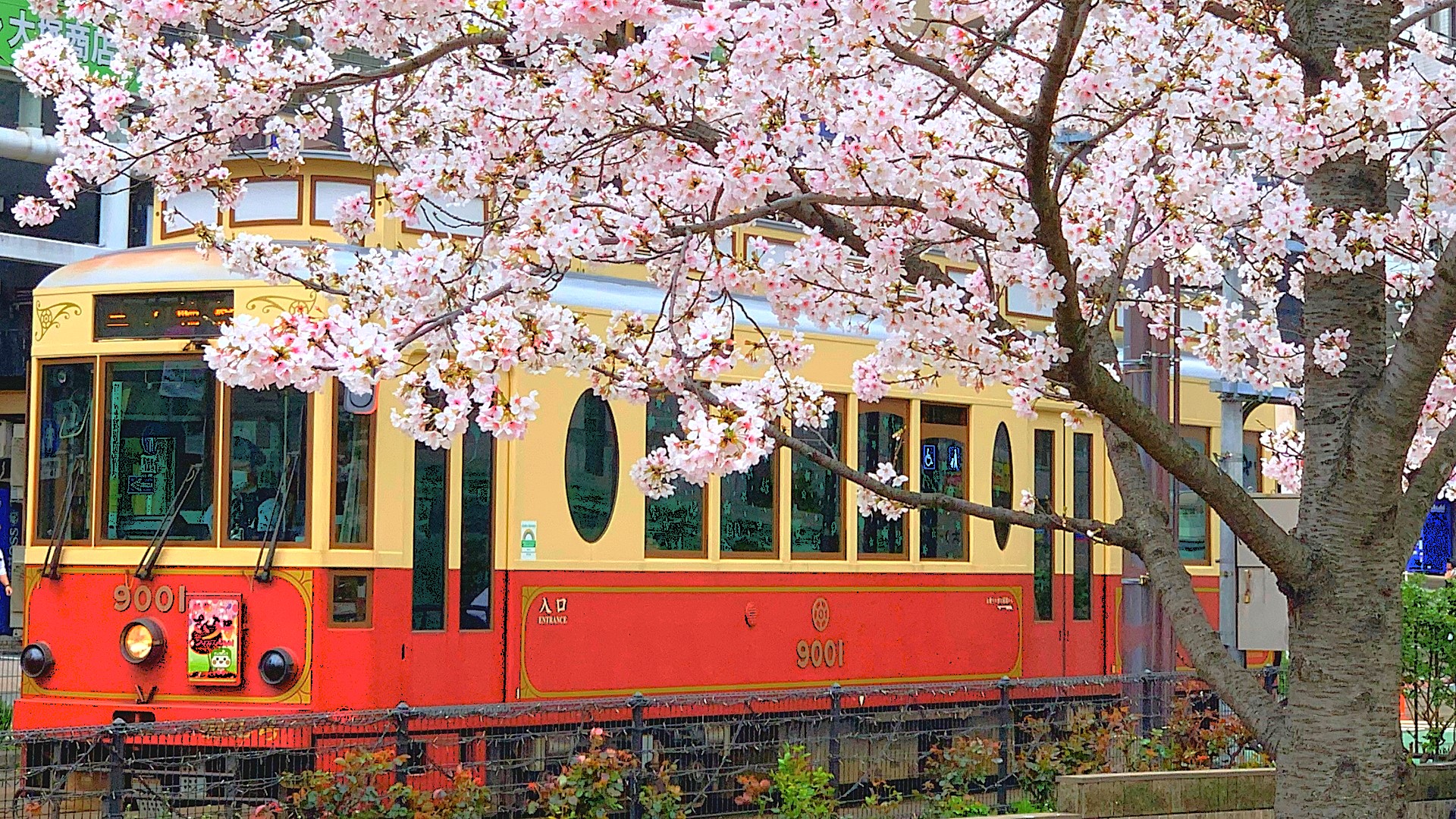 都電に乗って桜見物～東京さくらトラムお勧め桜スポット～②