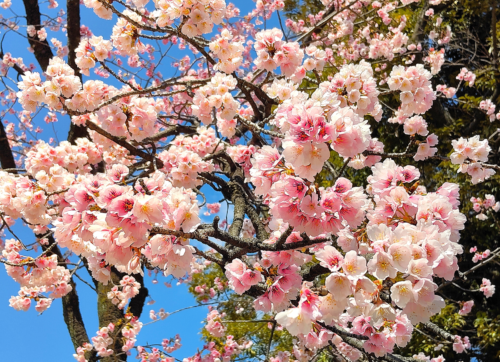 都電に乗って桜見物～東京さくらトラムお勧め桜スポット～⑥