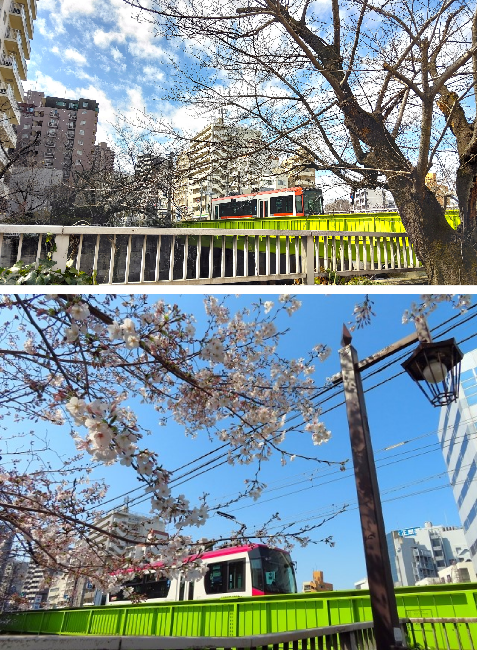 都電に乗って桜見物～東京さくらトラムお勧め桜スポット～⑧