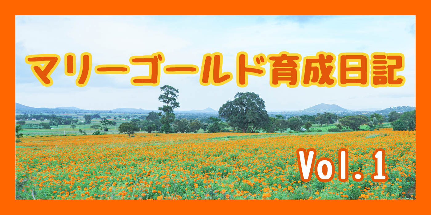 スーパー・ルテインの種をまこう！アフリカンマリーゴールド育成日記 Vol.1①