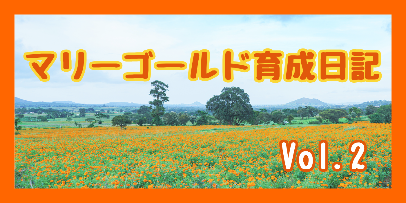 マリーゴールド育成日記 Vol.2①
