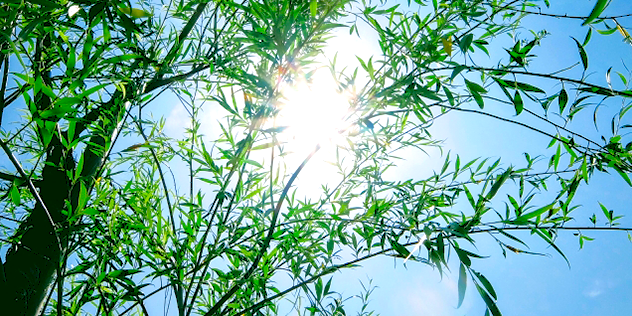  ★オススメ★太陽が引き出す植物のチカラ①