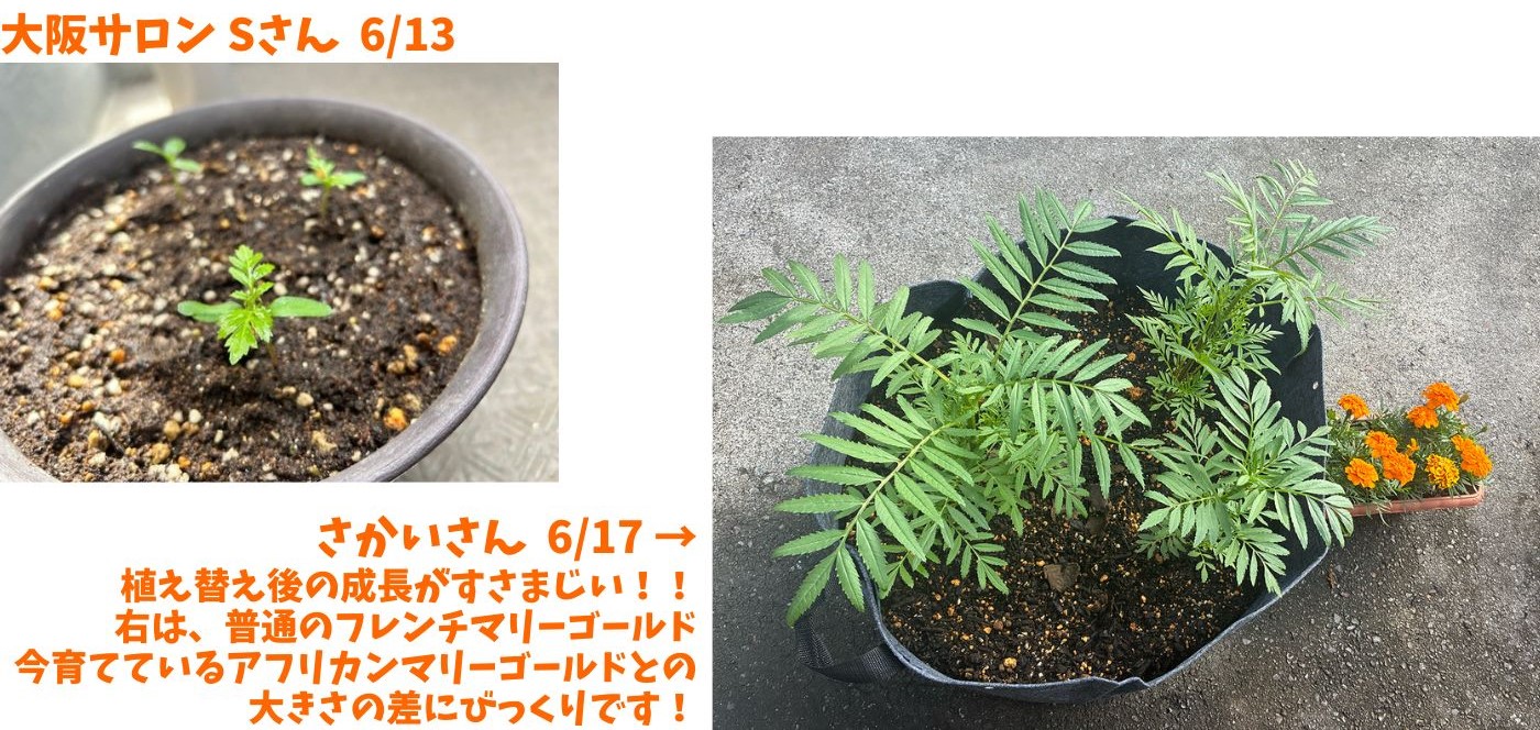 育成日記 社内チャレンジャー編 Vol.1⑤