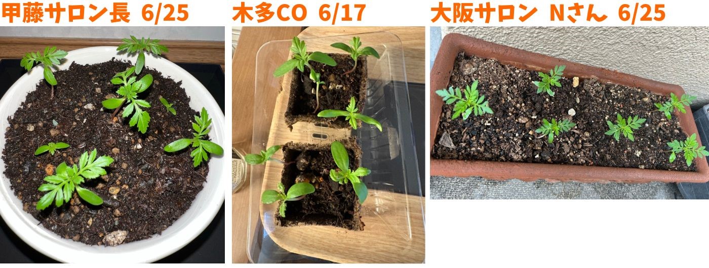 育成日記 社内チャレンジャー編 Vol.1⑥