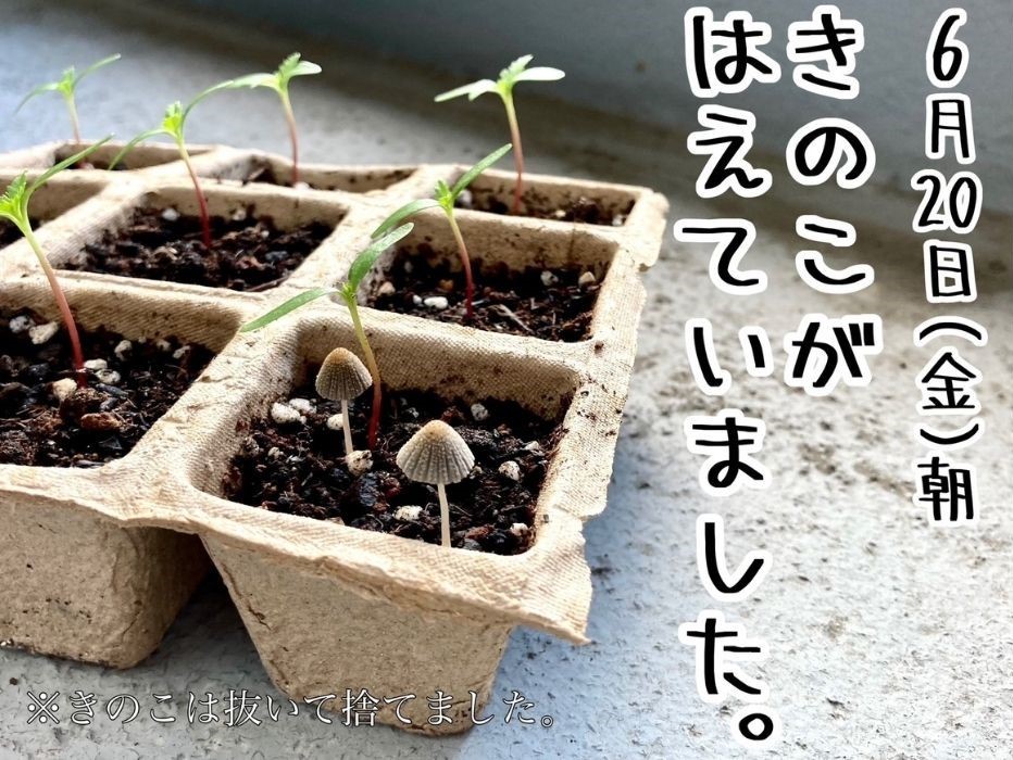 育成日記 社内チャレンジャー編 Vol.1⑧
