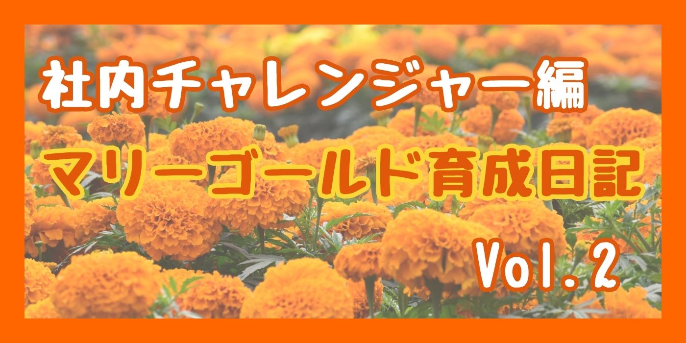 社内マリーゴールド①