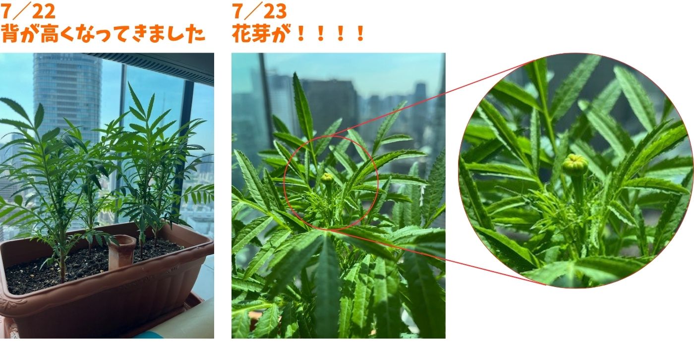 社内マリーゴールド②