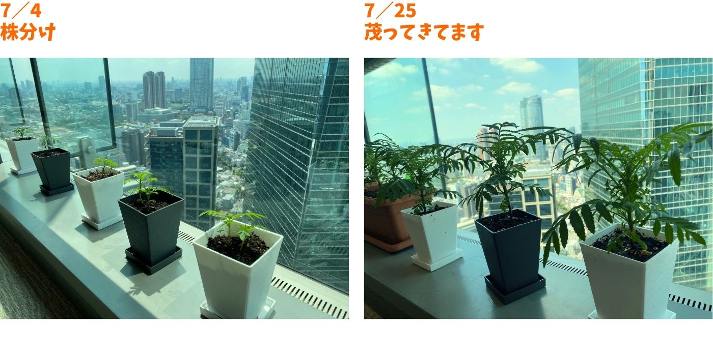 社内マリーゴールド③