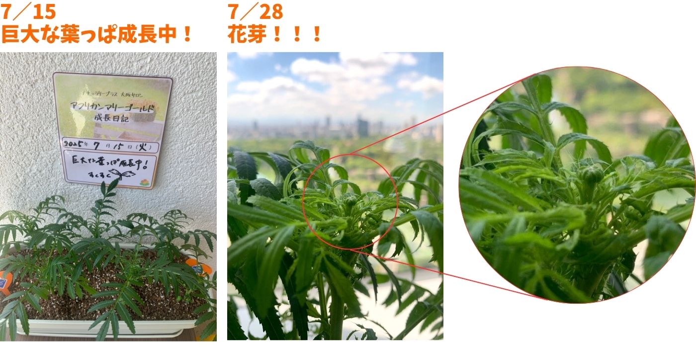社内マリーゴールド④