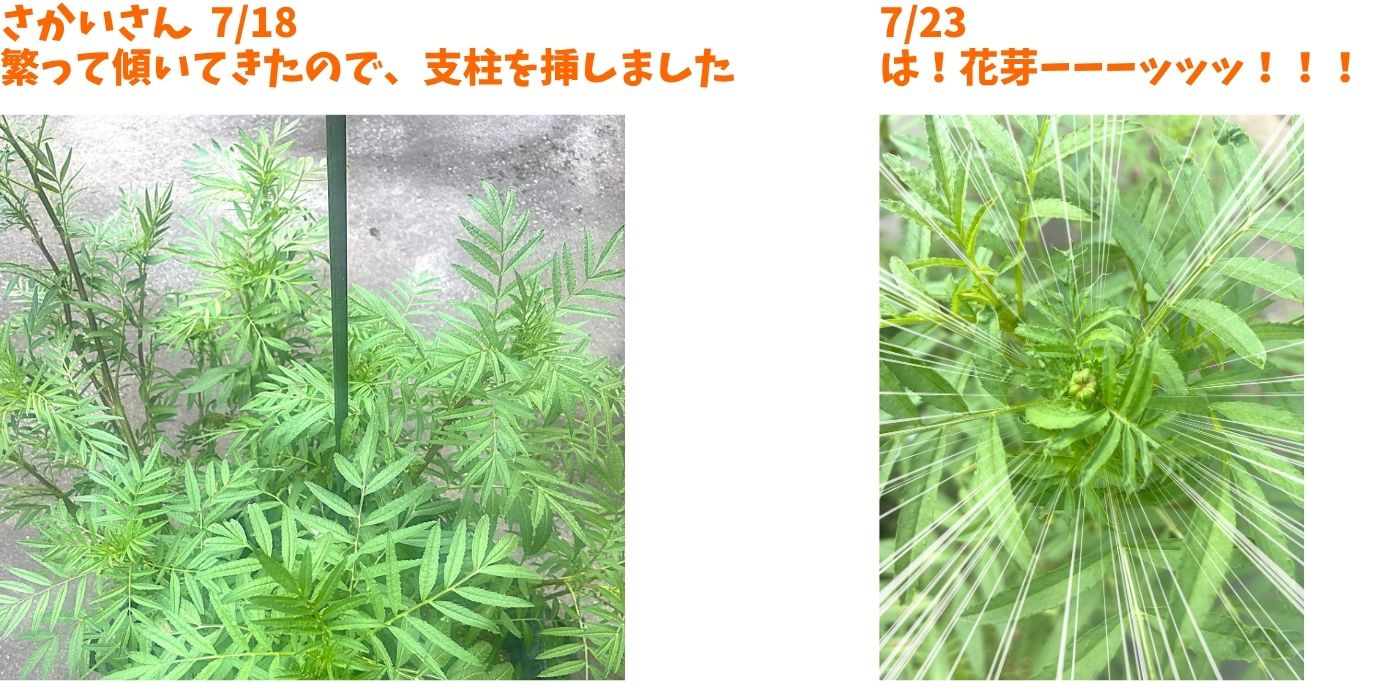 社内マリーゴールド⑤