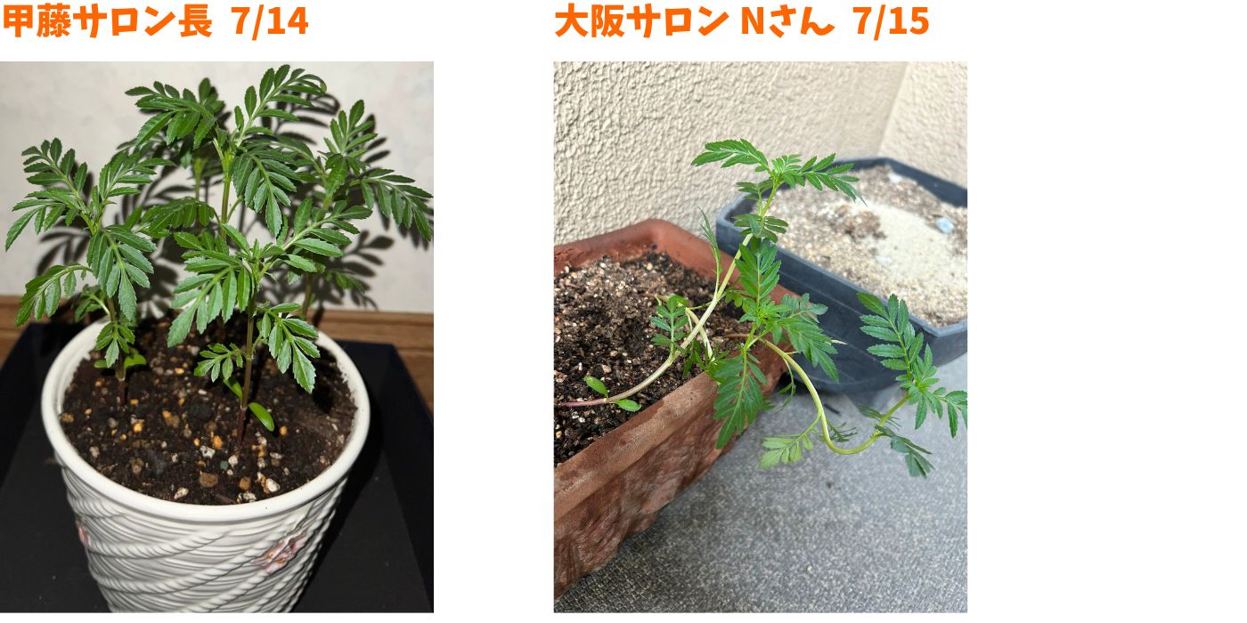 社内マリーゴールド⑦