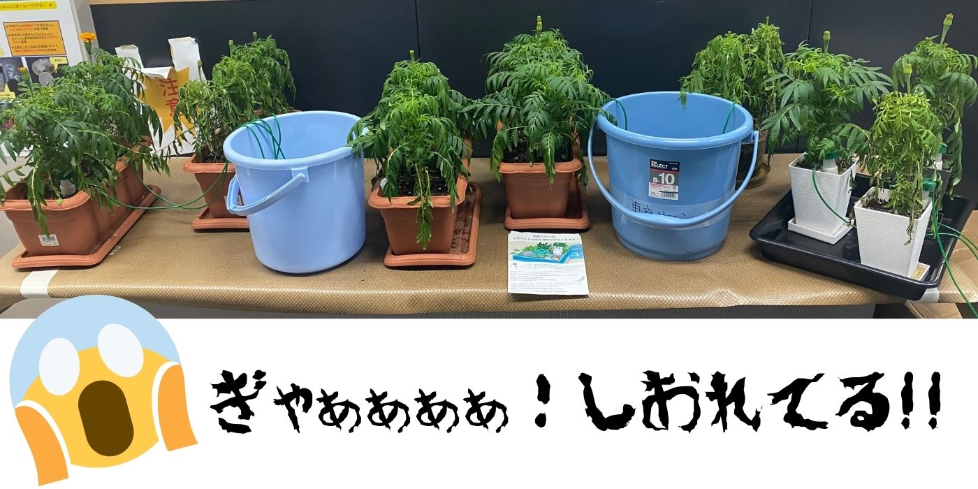 アフリカンマリーゴールド育成日記 社内チャレンジャー編 Vol.3④