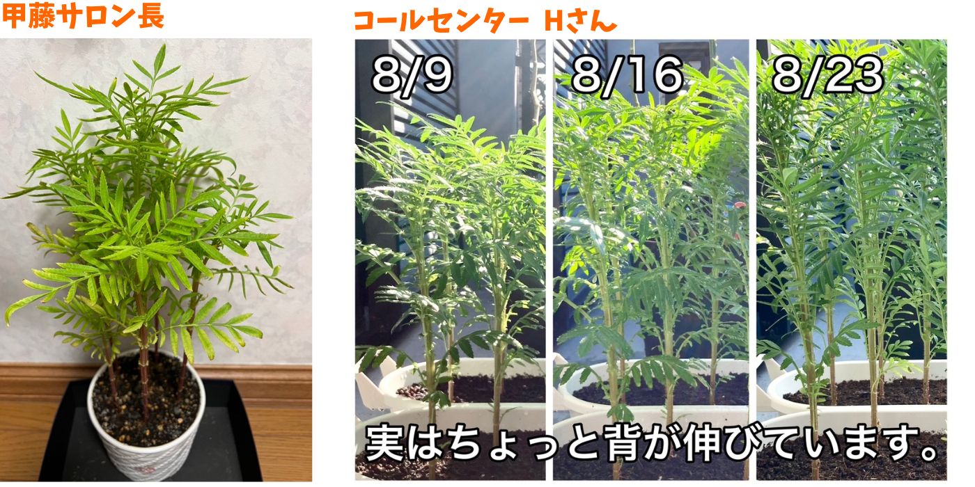 アフリカンマリーゴールド育成日記 社内チャレンジャー編 Vol.3⑧