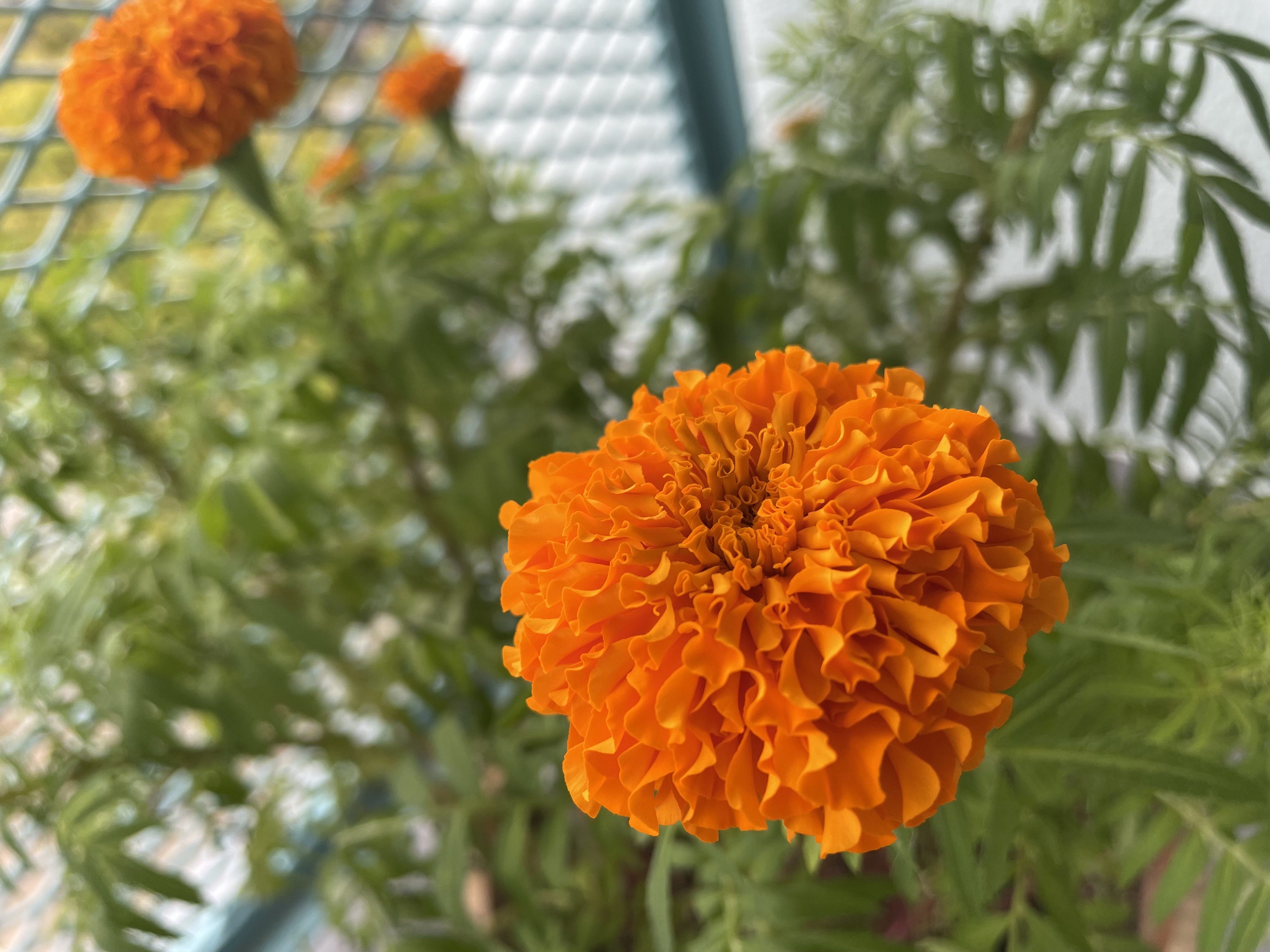 【ご参加のお礼】スーパー・ルテインの種まきチャレンジ⑤