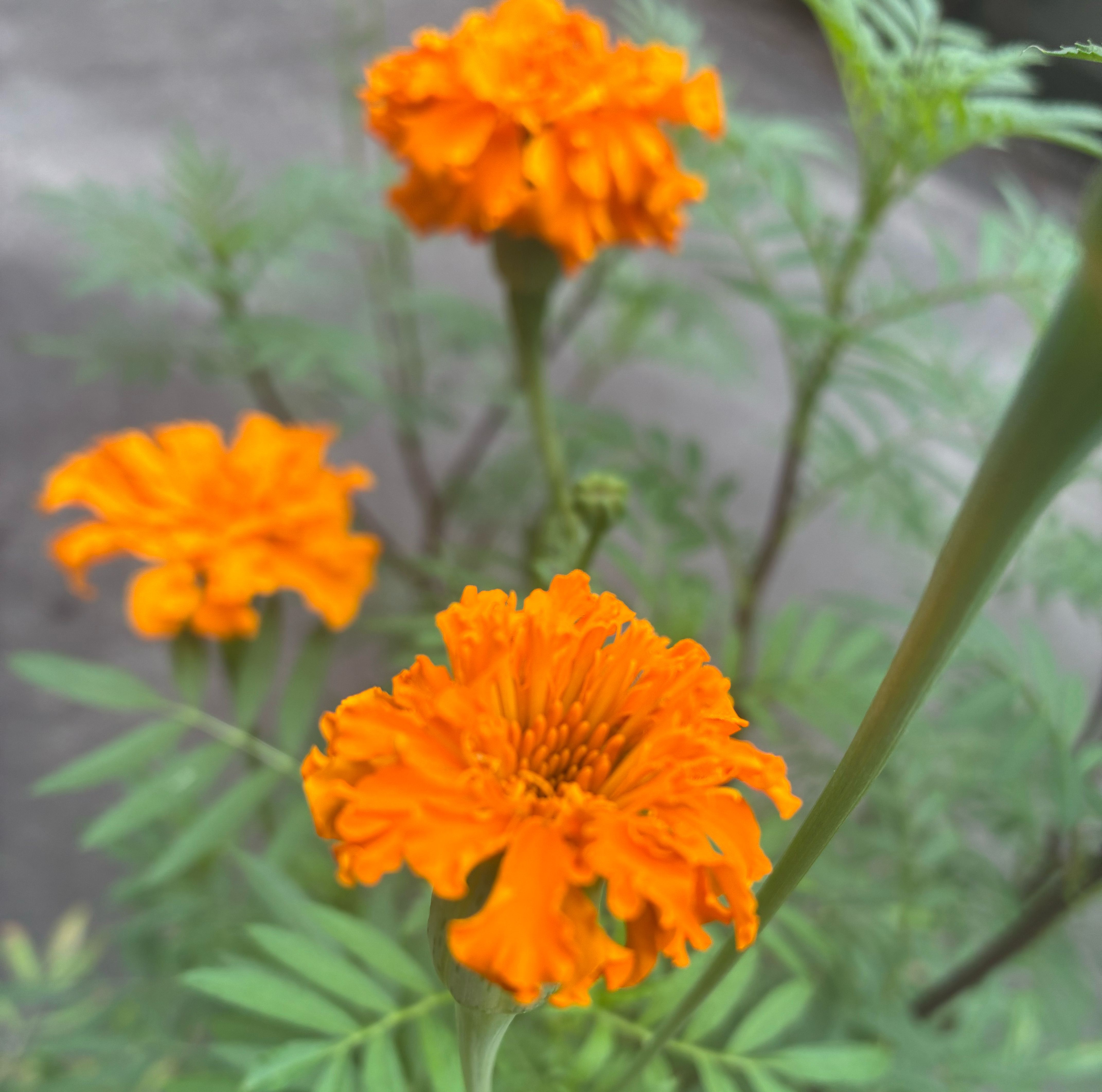 【ご参加のお礼】スーパー・ルテインの種まきチャレンジ⑥