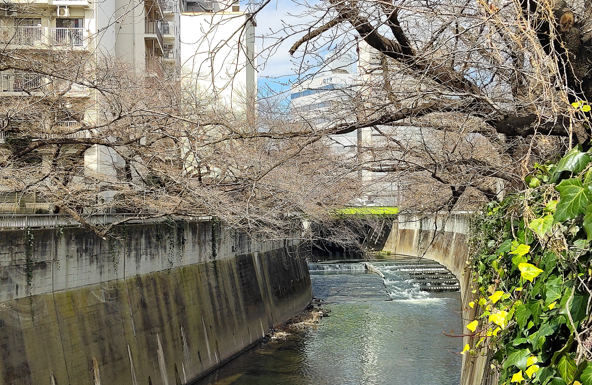 都電に乗って桜見物～東京さくらトラムお勧め桜スポット～⑨
