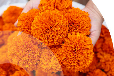 African Marigold