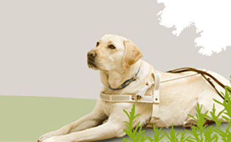 Japan Guide Dog Association (JGDA)